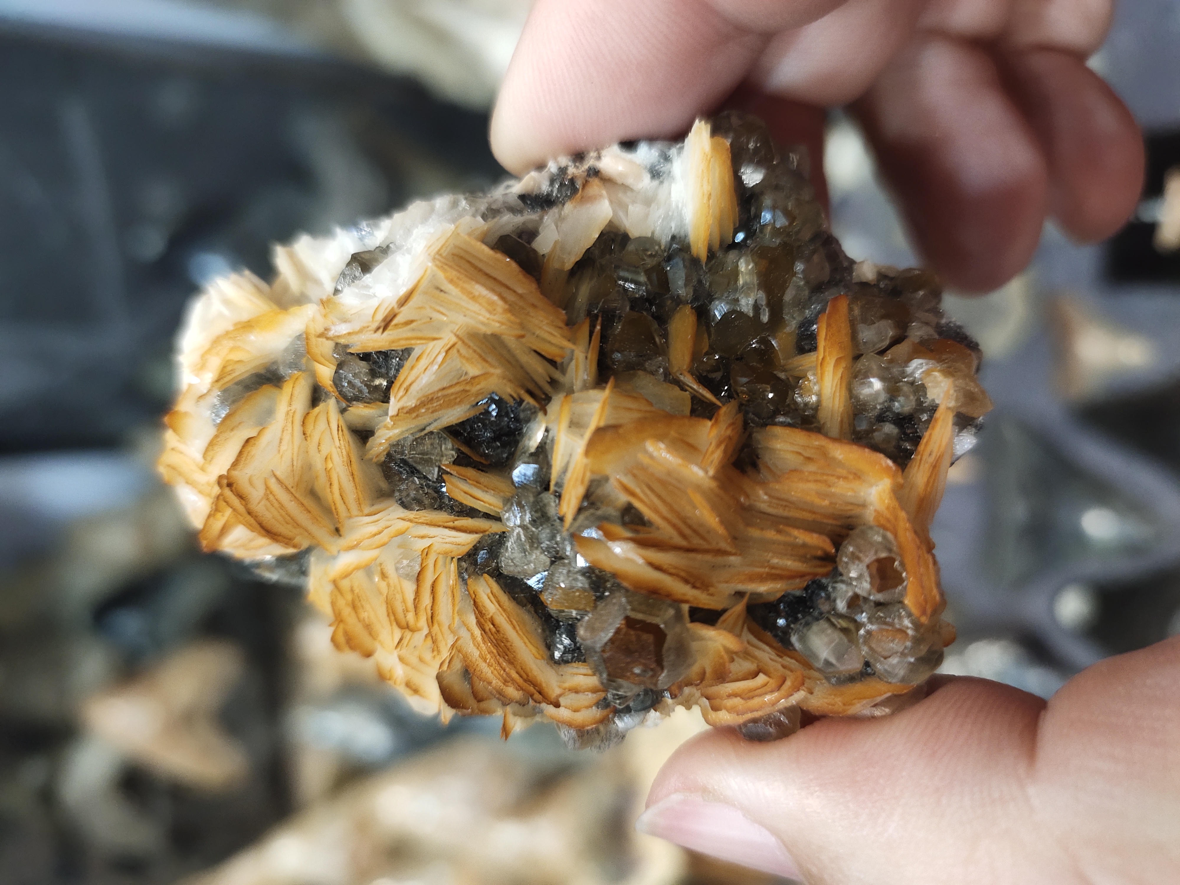 精品观赏石/奇石