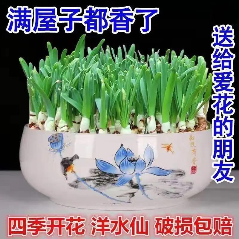 【洋水仙花】种球进口耐寒水仙花种球水培浓香型花卉绿植盆栽四季