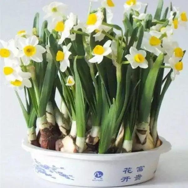 漳州水仙种球浓香型室内客厅阳台花卉植物种子水培植物耐寒易养活