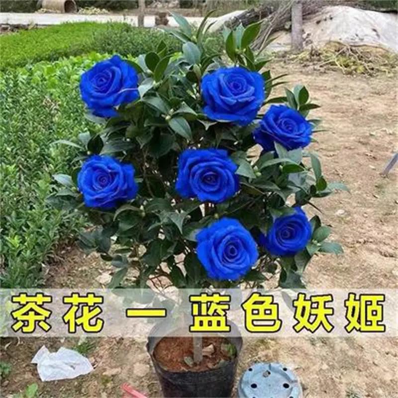 盆栽茶花苗蓝色妖姬茶花花卉种球南北方种植耐寒植物当年开花