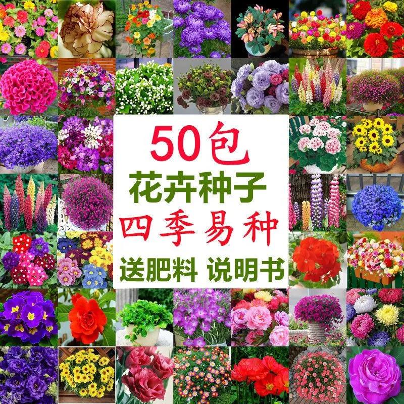 50款不重复花种子四季易养活可驱蚊室内外阳台净化空气花盆栽花卉