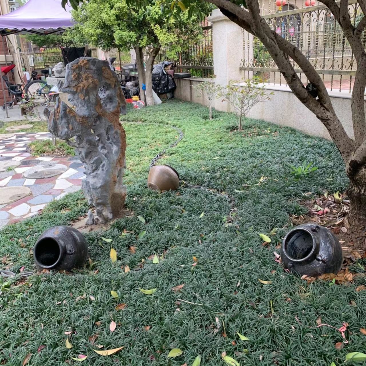 玉龙草苗庭院坪四季常青细叶麦冬耐苗木绿化植物别墅地被草皮草坪