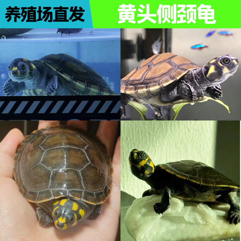 黄头侧颈龟精品观赏深水龟宠物活体黄头侧颈小乌宠物龟忍者神龟