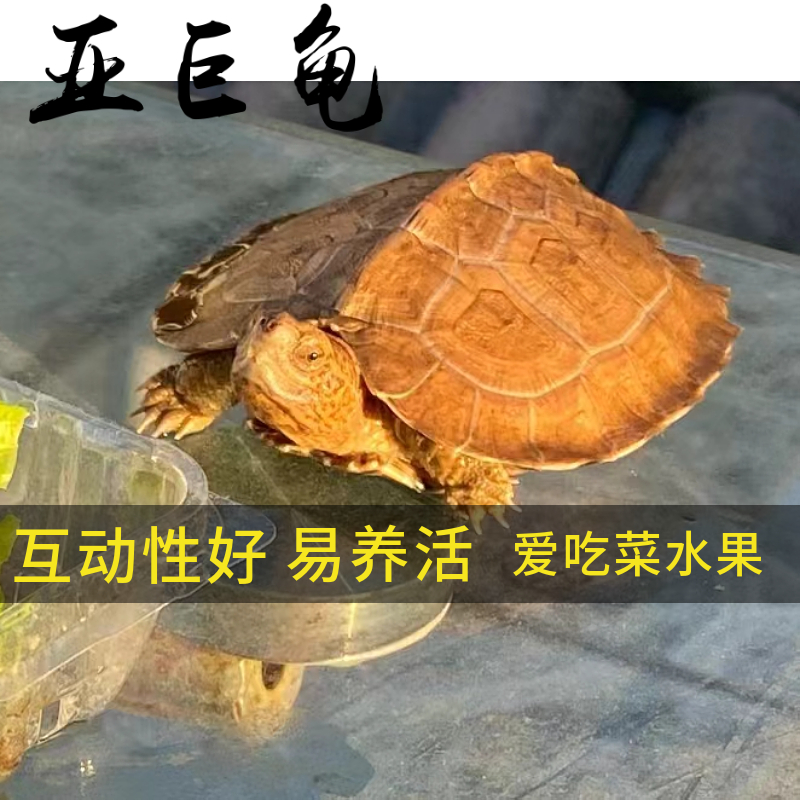 亚巨龟亚巨种龟观赏龟杂食龟互动好易养龟活体招财长寿龟亚洲巨龟