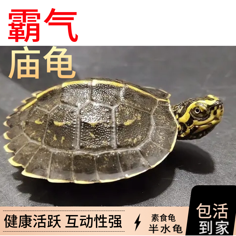 亚洲巨龟黄头庙龟苗大只巨型乌龟吃菜龟素食杂食宠物龟观赏半水龟