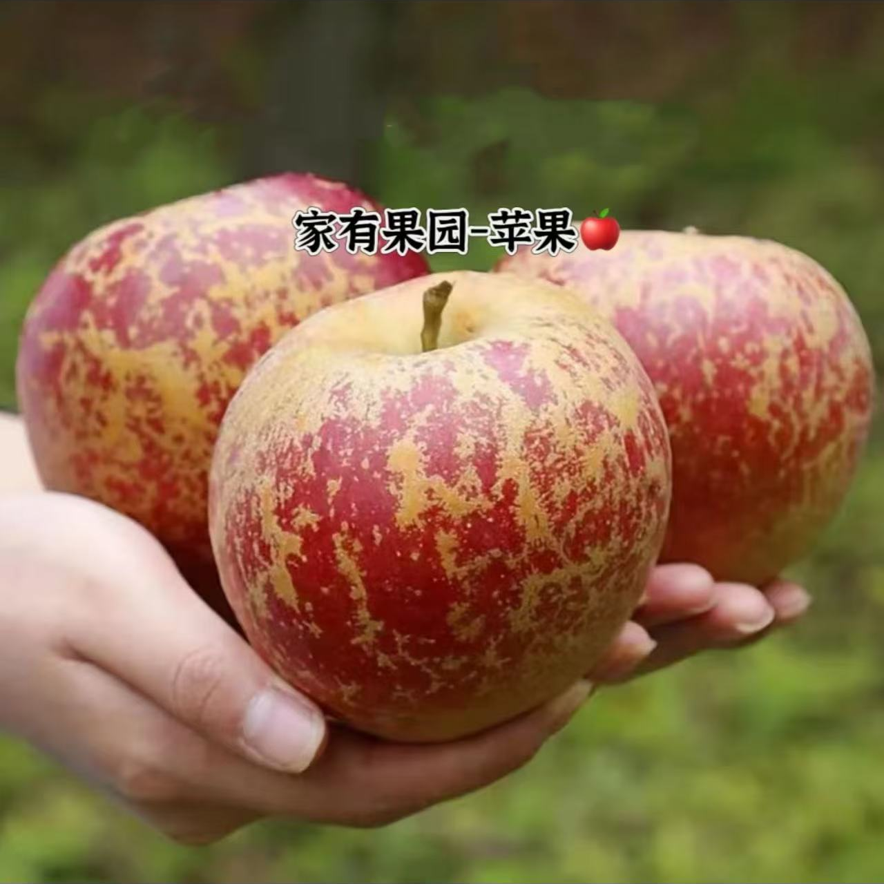 水果蔬菜 > 水果 > 芒果