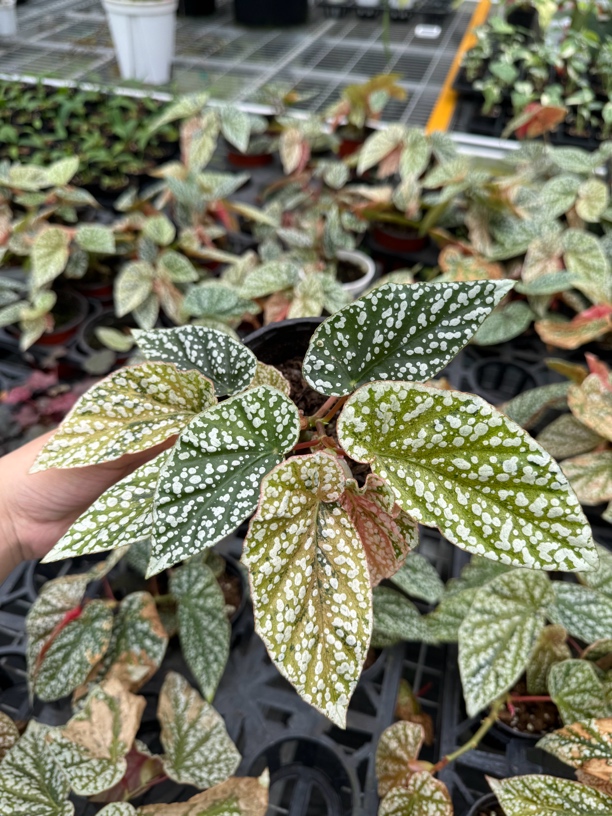 EMgarden｜粉锦富士山秋海棠