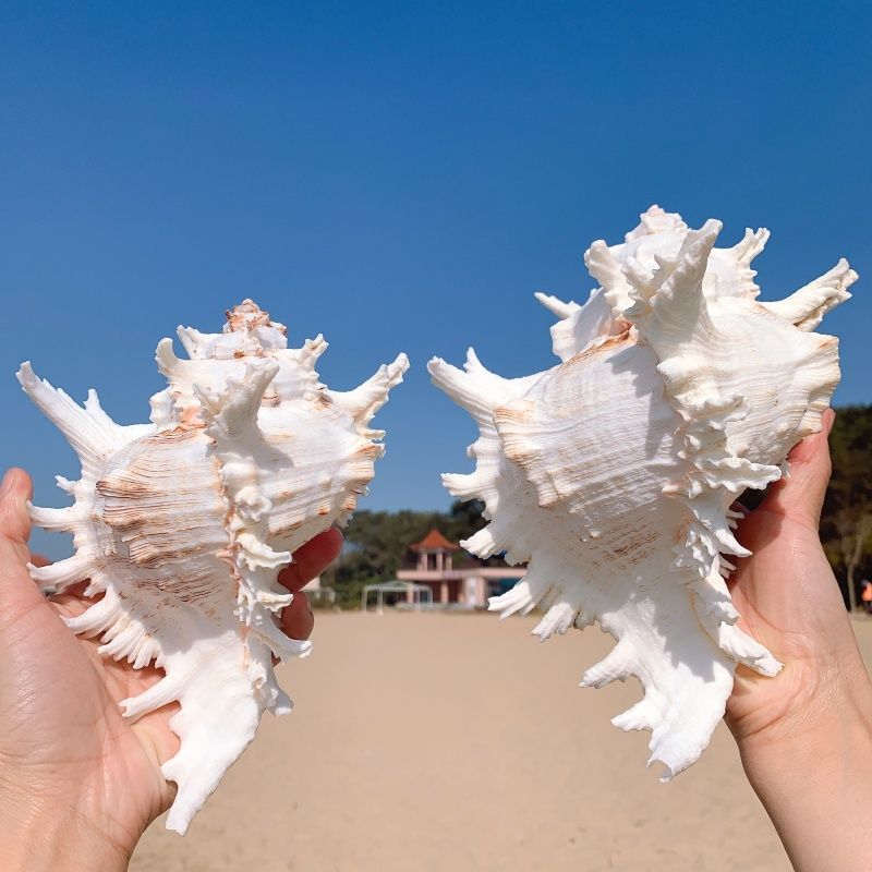 超大千手螺特大菊花螺天然海螺贝壳鱼缸装饰品造景地中海风格JPBK