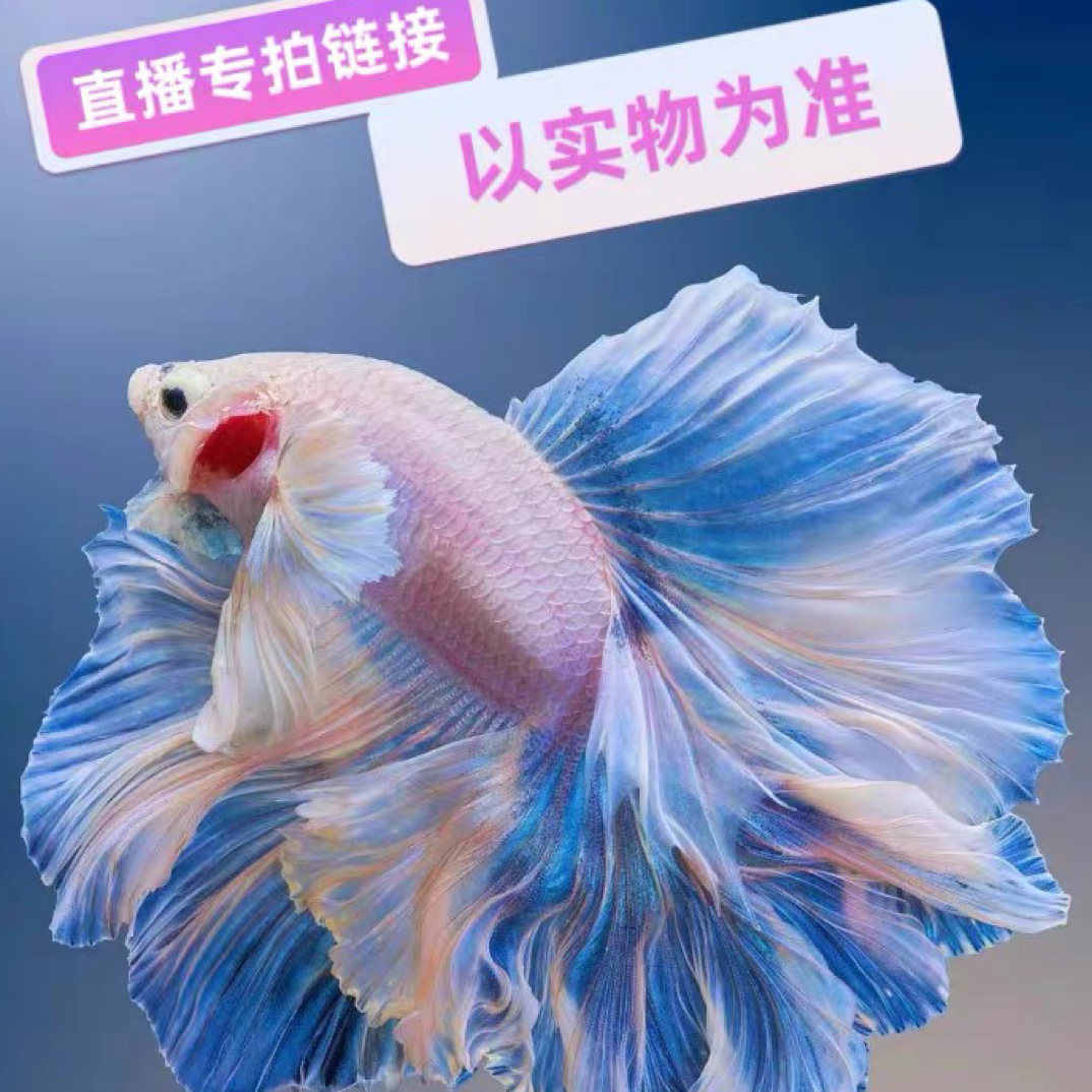 【305-328】号泰国斗鱼仙女款半月狮王将军马尾网红宠物热带观赏鱼