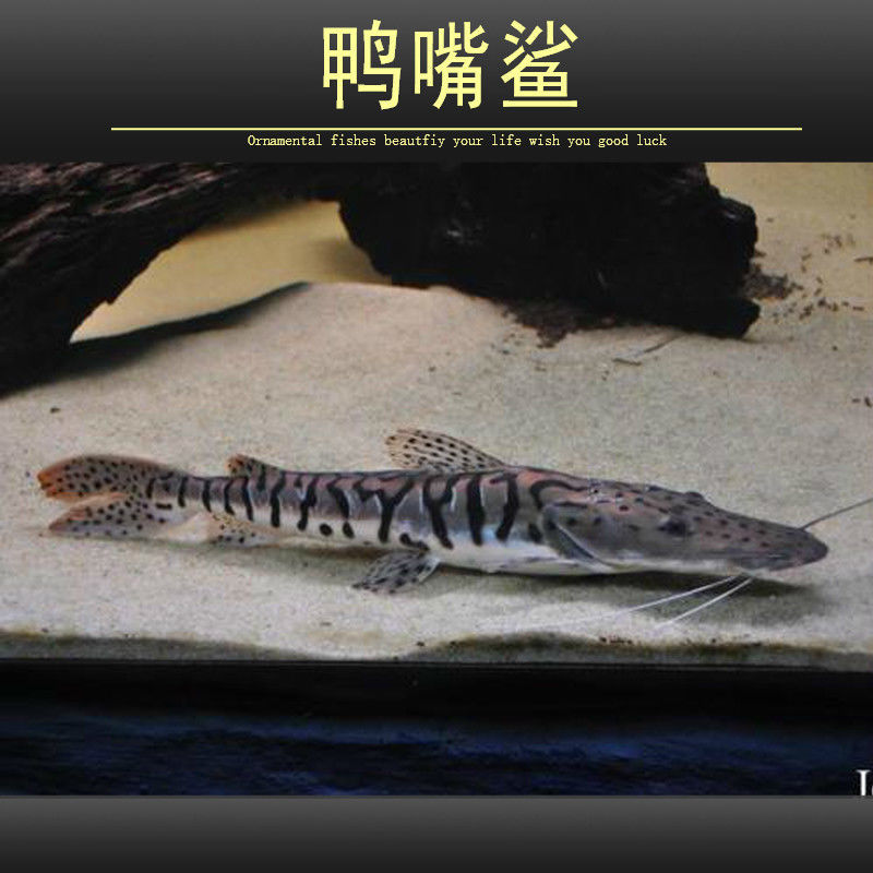 虎斑鸭嘴鱼活体虎纹鸭嘴鱼淡水鱼大型凶猛热带观赏鱼包邮包活