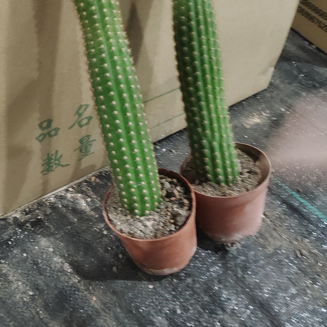 【闪购商品】卡布奇诺