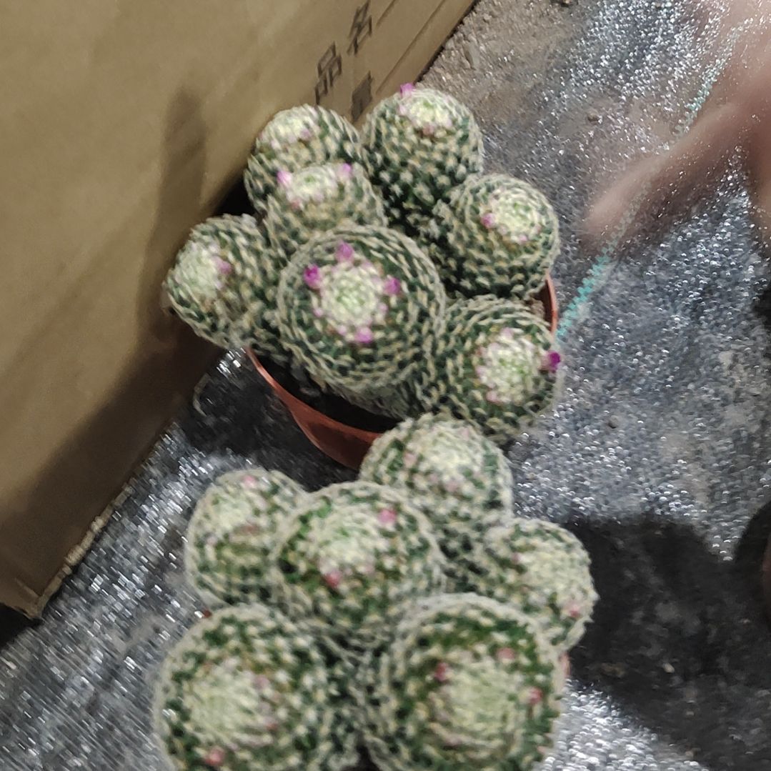 【闪购商品】群生红花明星