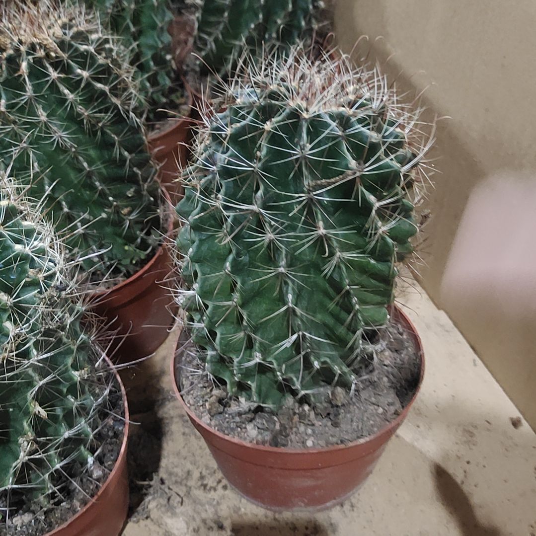 【闪购商品】大号龙王