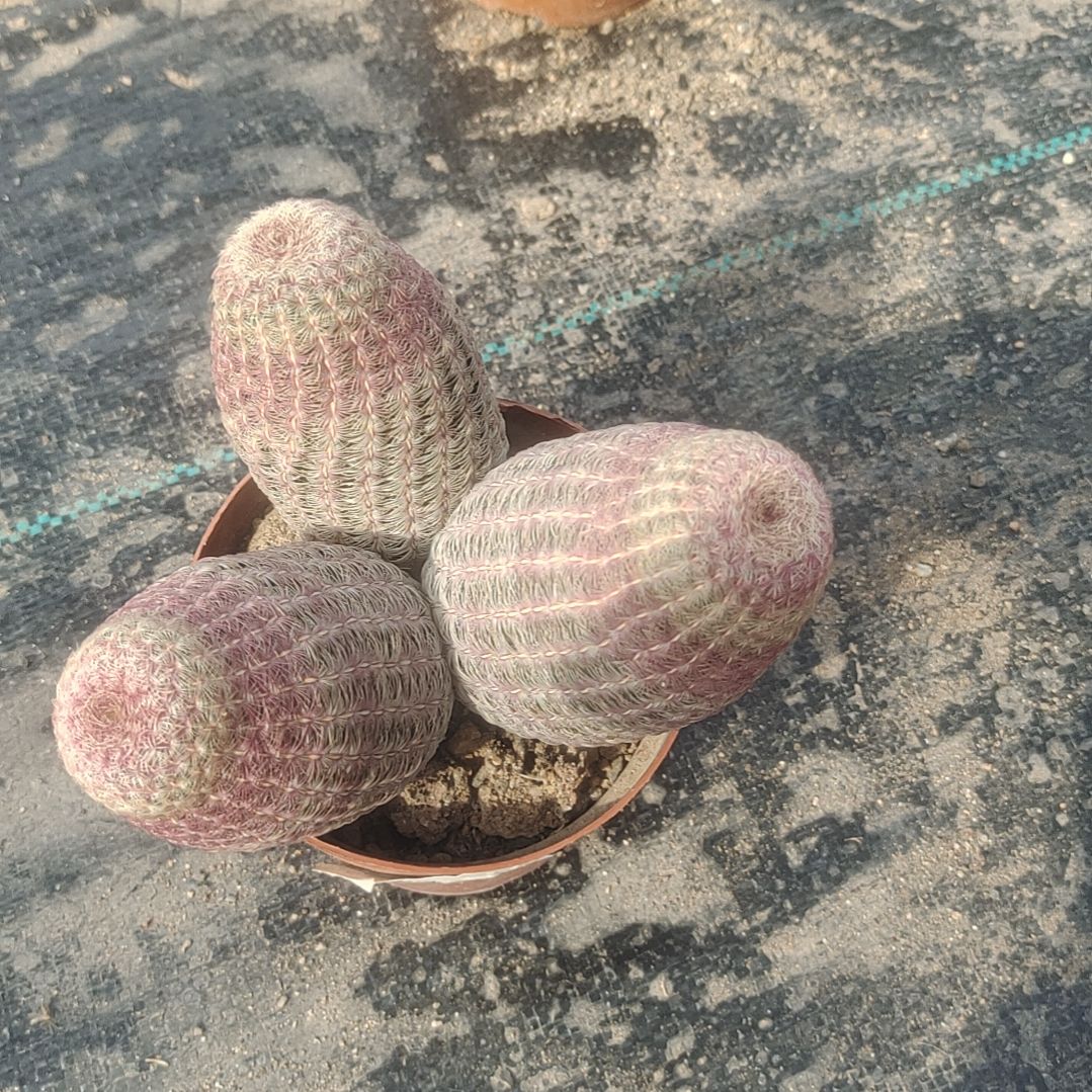 【闪购商品】三头红太阳