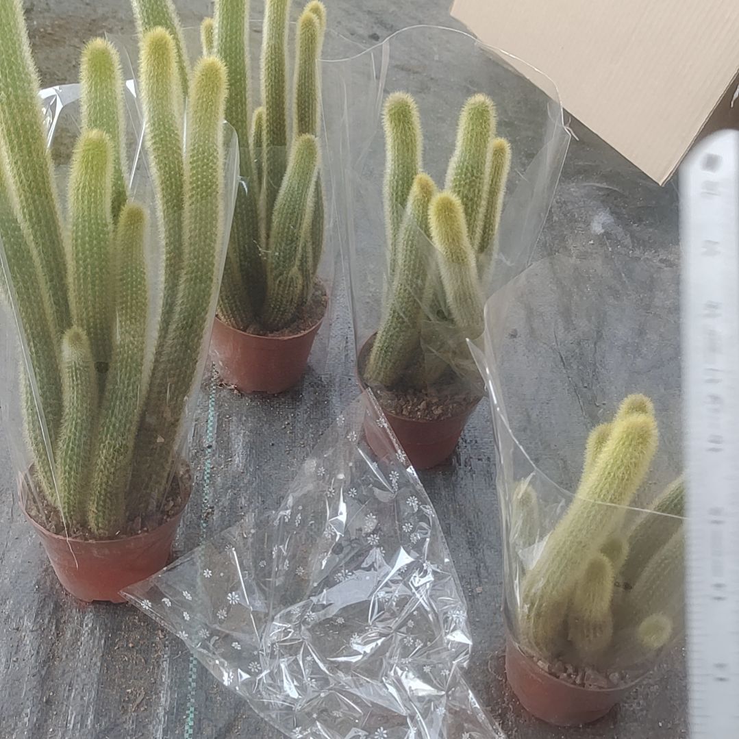【闪购商品】黄金条