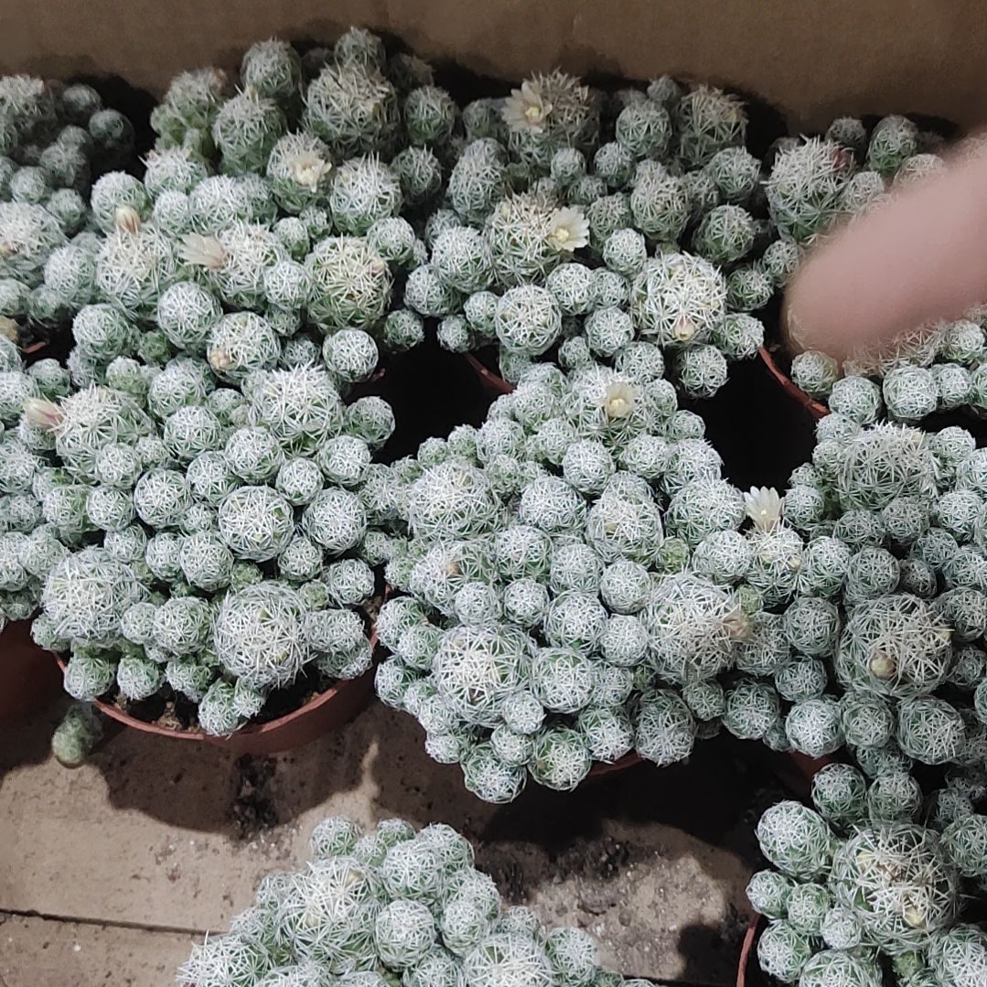【闪购商品】白鸟脱土发货