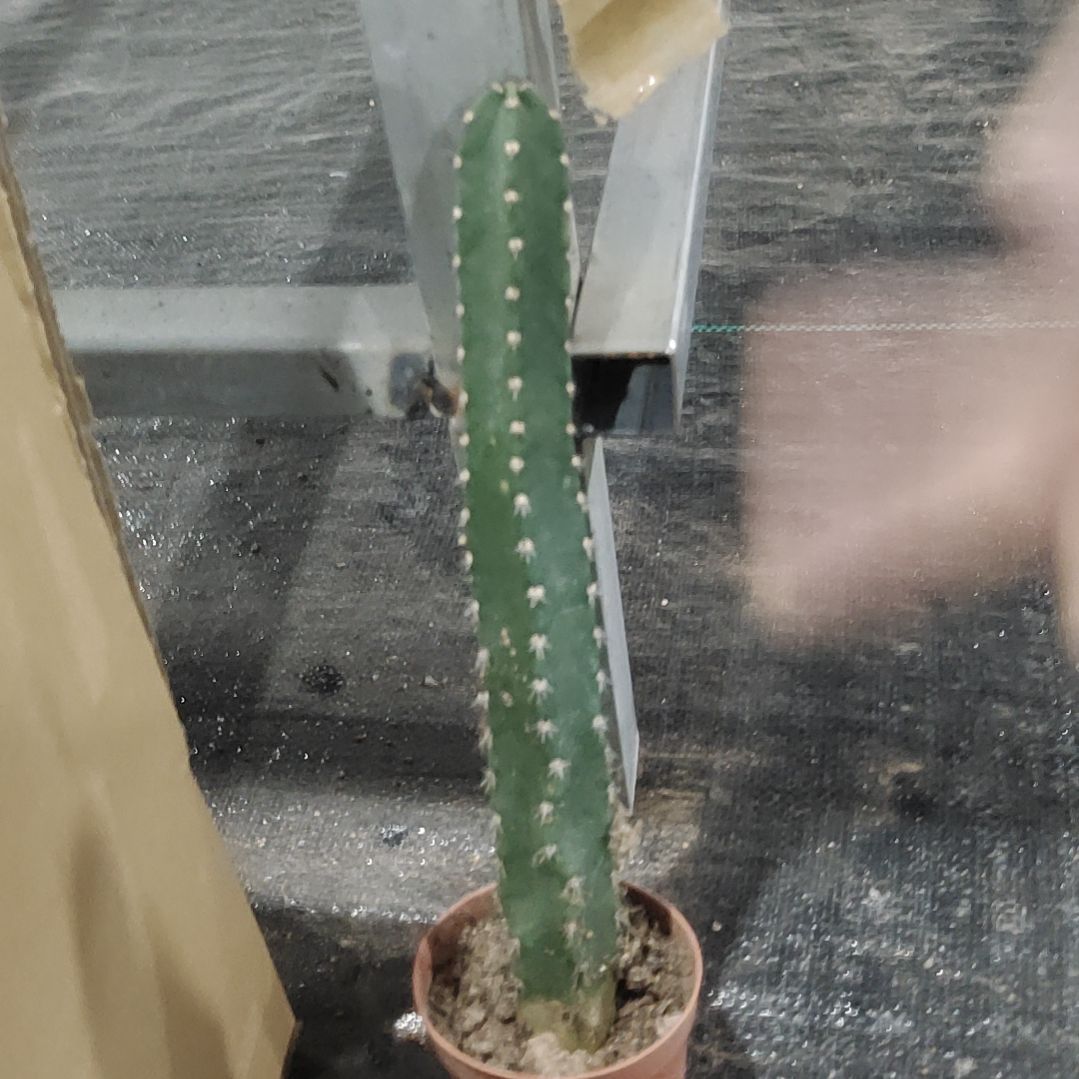 【闪购商品】秀蒲柱