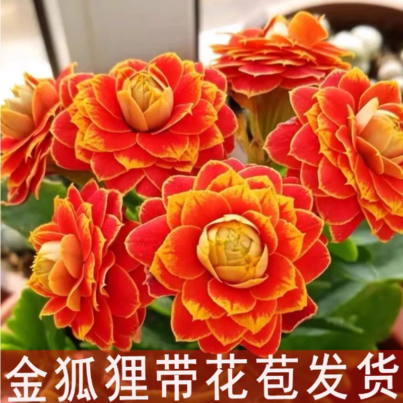 【迷你小盆 金狐狸】小金狐狸长寿一盆 花卉 花苞多 带花苞发货