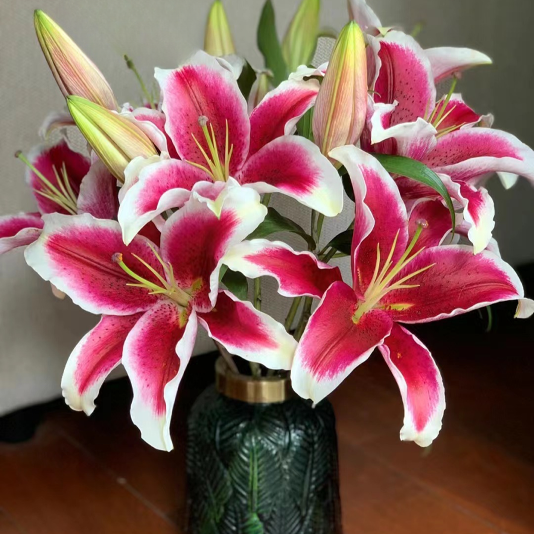 【花王朝】国王香水百合 任意2单以上包邮 发货后不支持退款