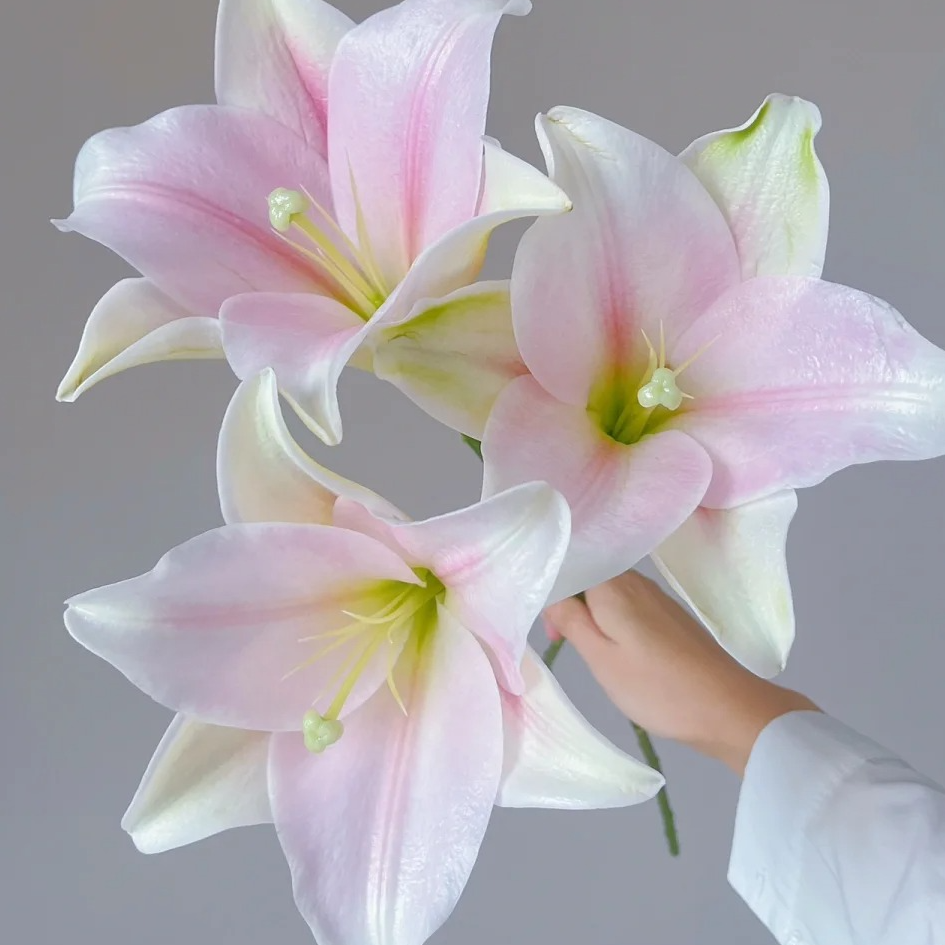 【源头优选】粉铁炮香水百合 任意2单以上包邮 发货后不支持退款