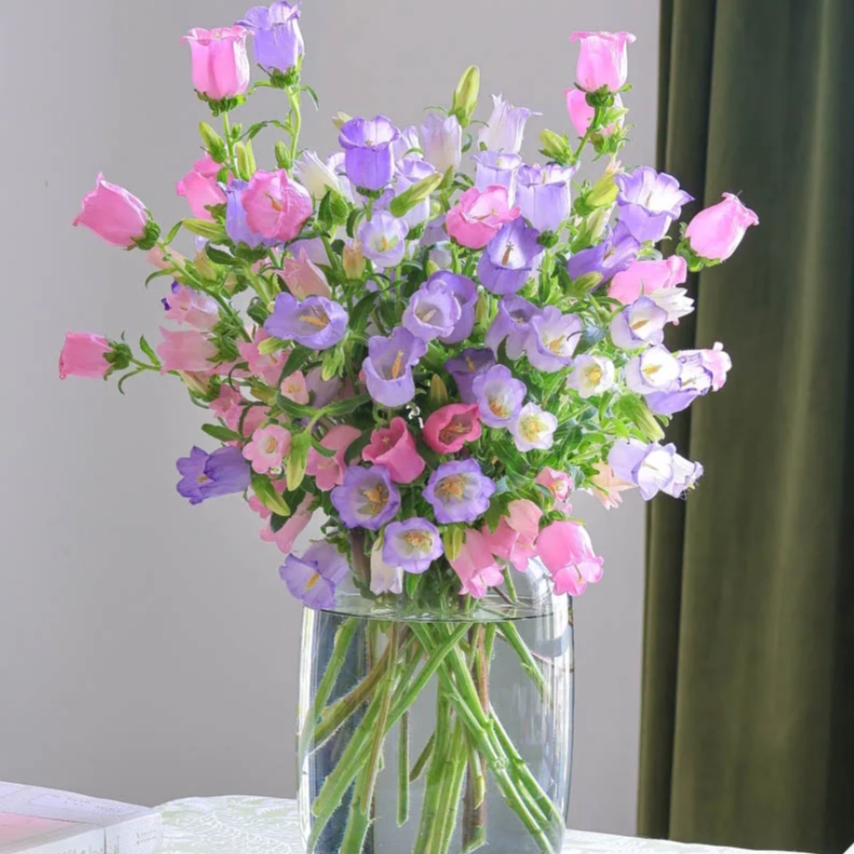 【源头优选】风铃花 任意2单以上包邮 发货后不支持退款