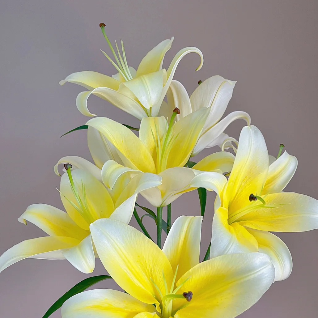 【源头优选】小皇帝香水百合 任意2单以上包邮 发货后不支持退款