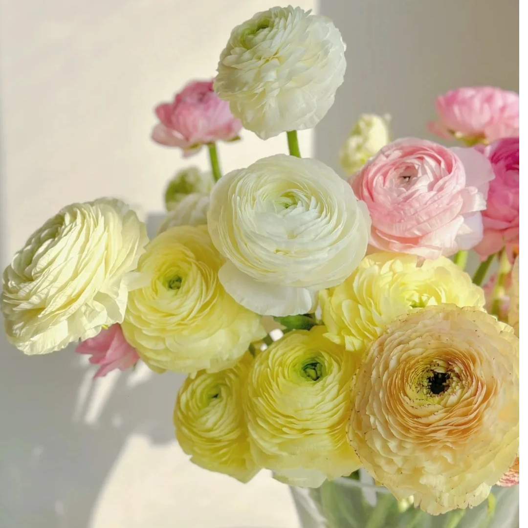 【源头优选】洋牡丹 任意2单以上包邮 发货后不支持退款