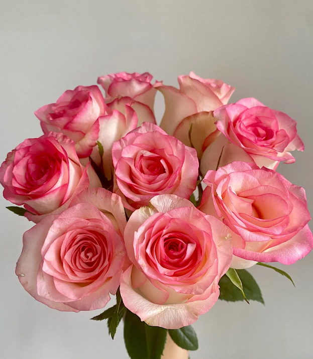 【艾莎玫瑰】斗南鲜花云南直发冬季玫瑰鲜花两单包邮