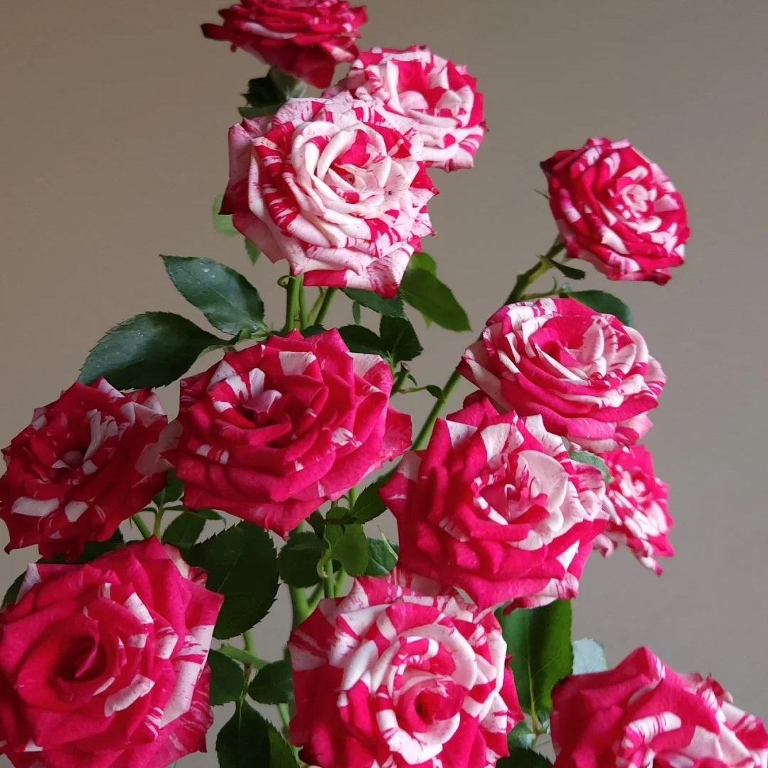 【梦幻水晶】斗南鲜花基地直发玫瑰鲜花两单顺丰包邮