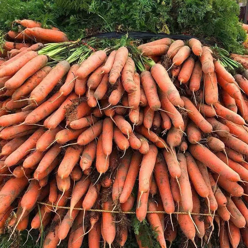 贵州遵义农家自种新鲜胡萝卜优质含量高1500g起售蔬菜食用农特产