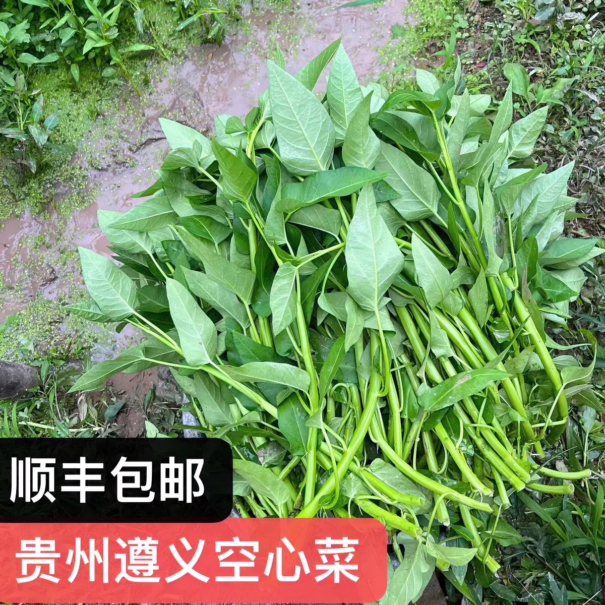 贵州农家种植新鲜【空心菜】藤藤菜2-4斤顺丰包邮