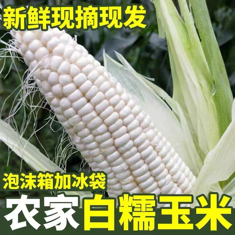 贵州遵义农家现摘新鲜嫩白糯玉米香糯包谷带壳4斤起食用农产品