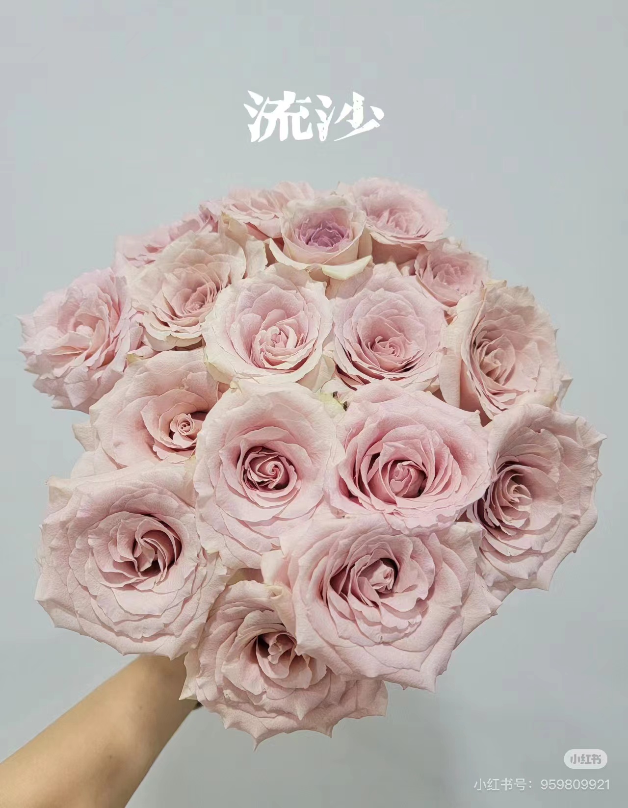 流沙玫瑰  同一地址任意两单顺丰冷链或京东冷链+配草一束
