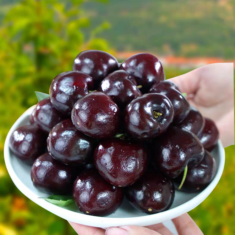 德哥海运智利精选车厘子5斤整箱 礼盒装2J/3J内附果径卡