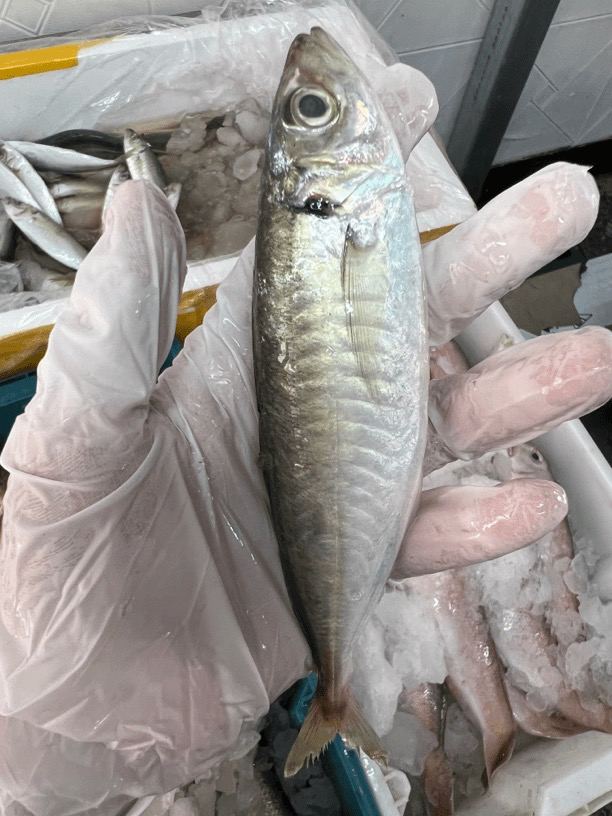 祥芝码头野生巴浪鱼，顺丰发货