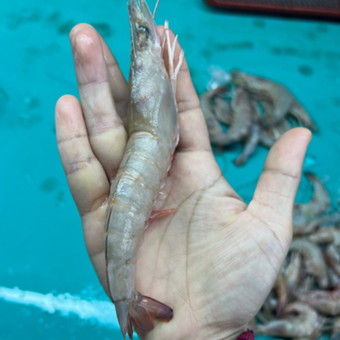 野生土虾5斤，顺丰发货