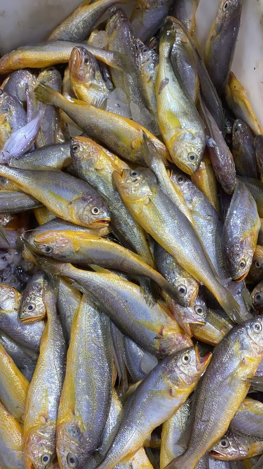 野生小黄鱼，顺丰发货