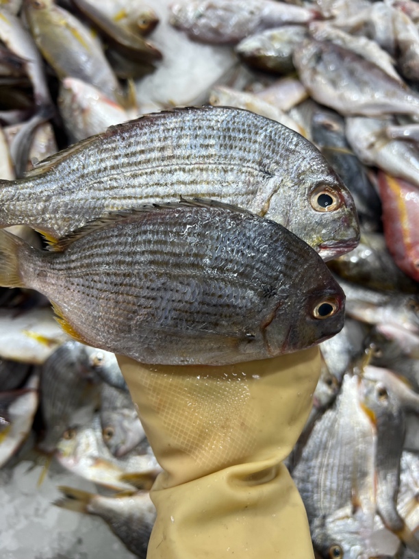 祥芝码头野生香头鱼，顺丰发货