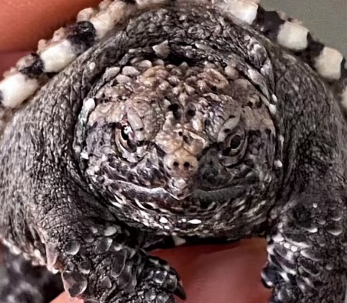 观赏龟深水好养可爱的小乌龟