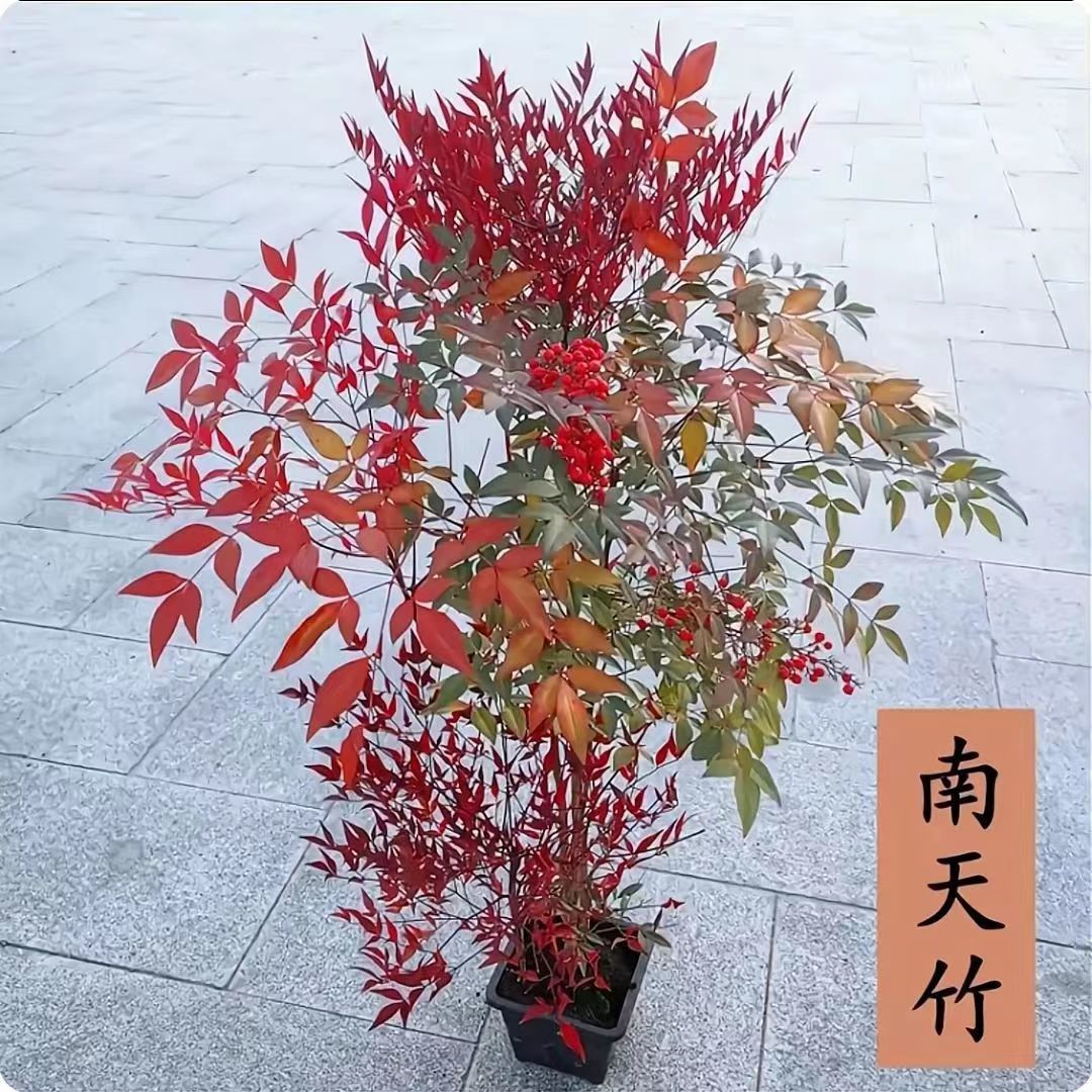 南天竹盆景庭院阳台植物耐寒南天竹盆景竹子