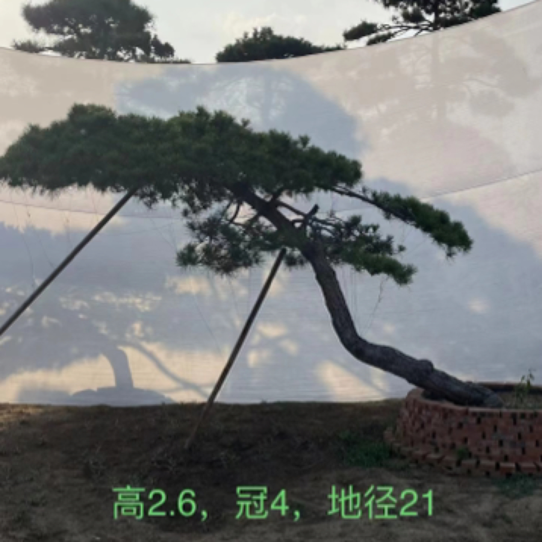 造型黑松，造型油松