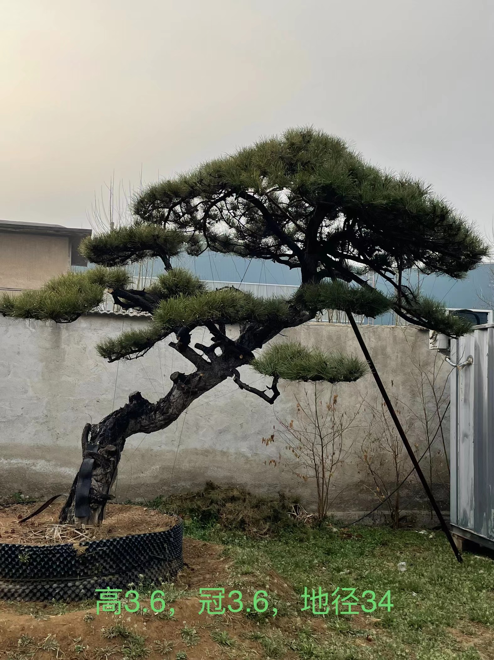 造型黑松，造型油松
