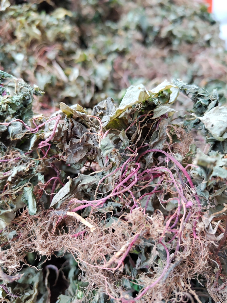 贵州风柜斗草50克