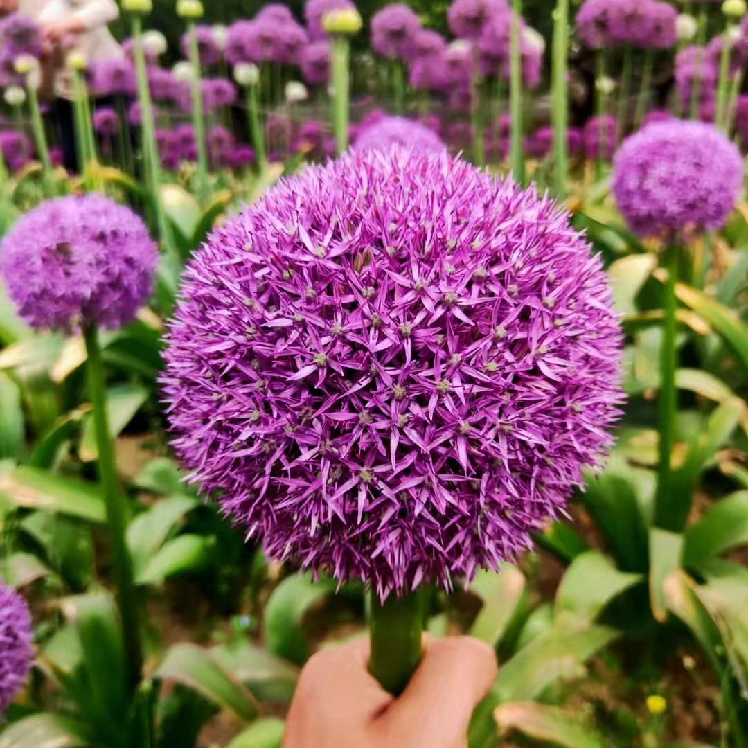 大花葱种球大使环球霸王奥斯塔拉紫雨勃朗峰紫色动感耐寒庭院种植