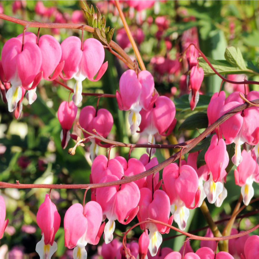 多年生植物荷包牡丹球根心形兔耳花耐寒新手种植