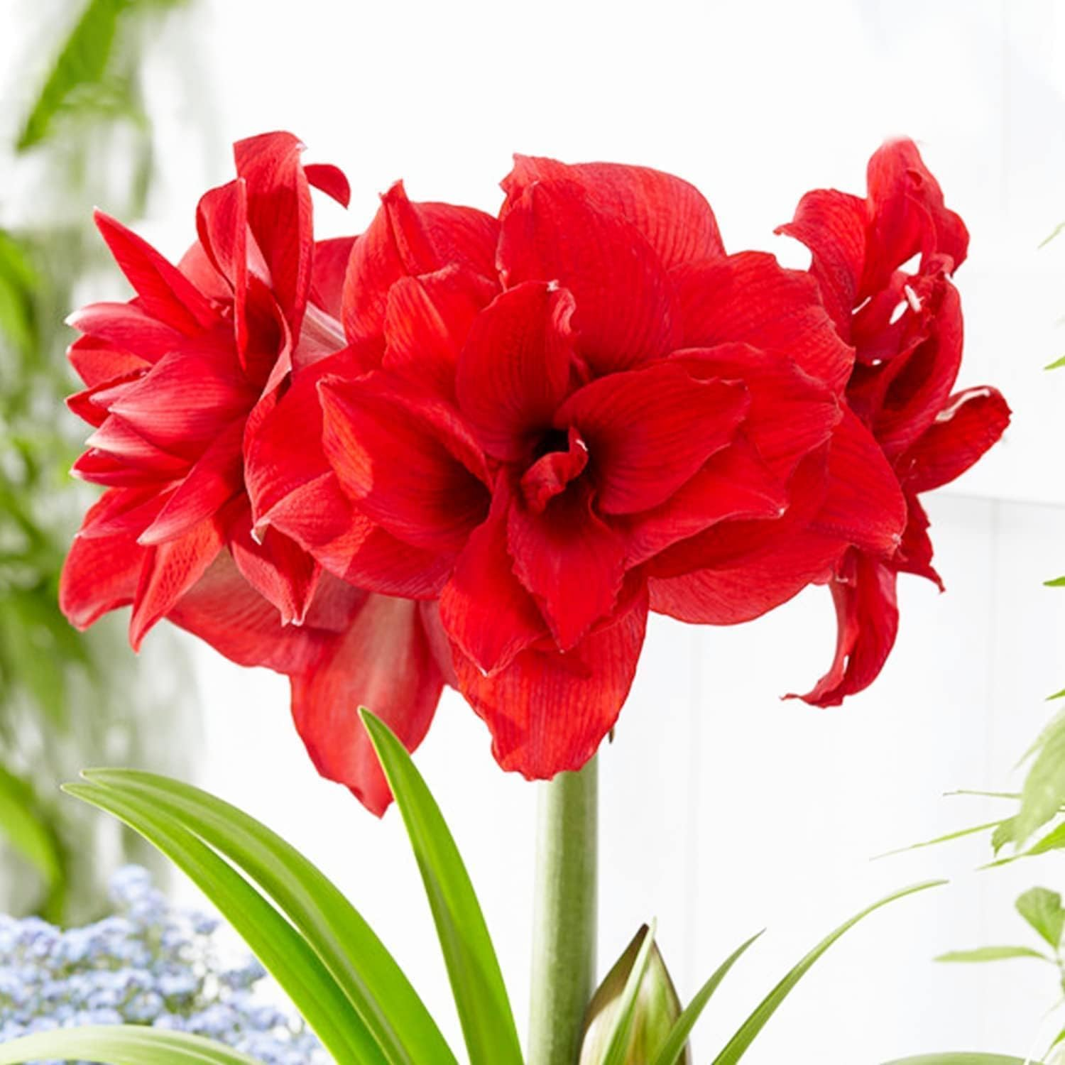 重瓣朱顶红种球双王花孔雀四季种植新手园艺种植土培盆栽球根