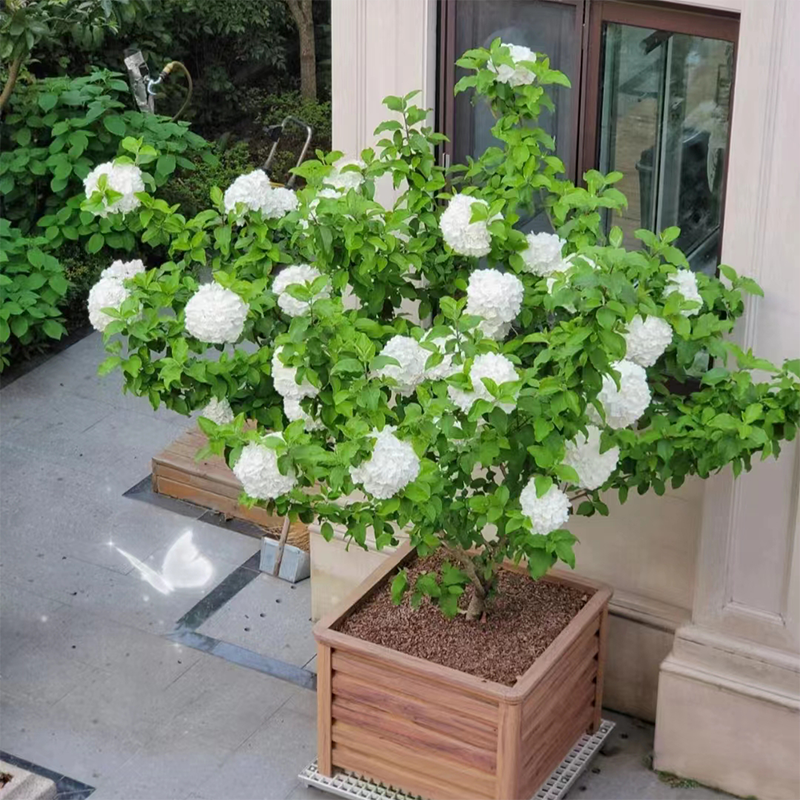 中华木绣球抖球庭院别墅可地栽盆栽绣球花耐寒耐高温木本绣球灌木