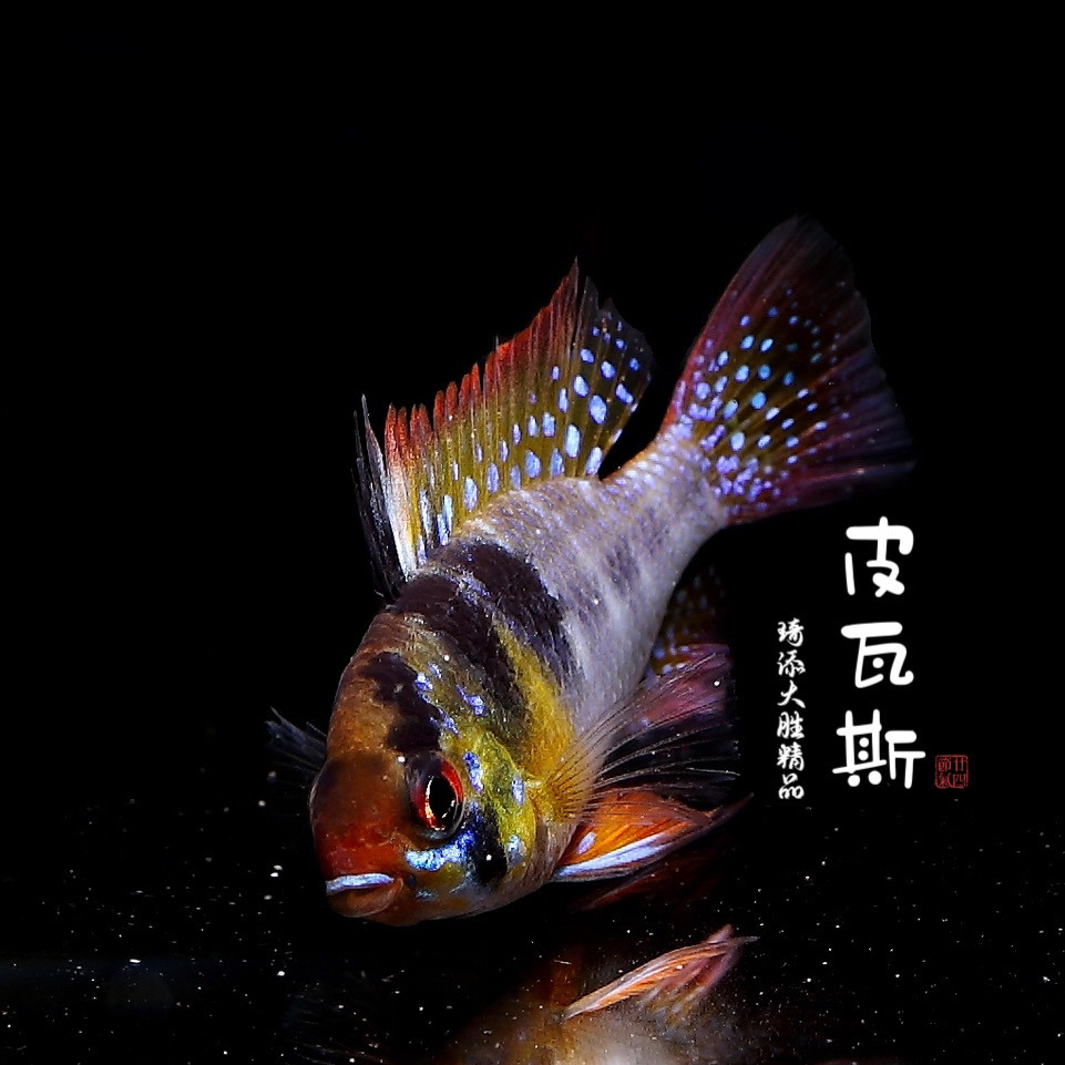 鱼乐圈 皮瓦斯短鯛科小型热带观赏鱼