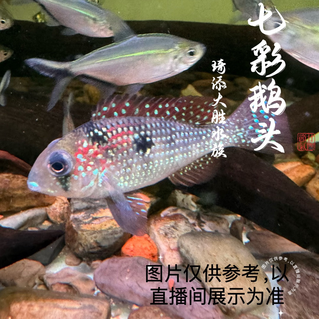 鱼乐圈 七彩鹅头宝石食土鲷鱼小型热带观赏鱼