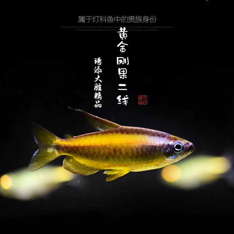 鱼乐圈 黄金刚果二线灯鱼小型热带观赏鱼